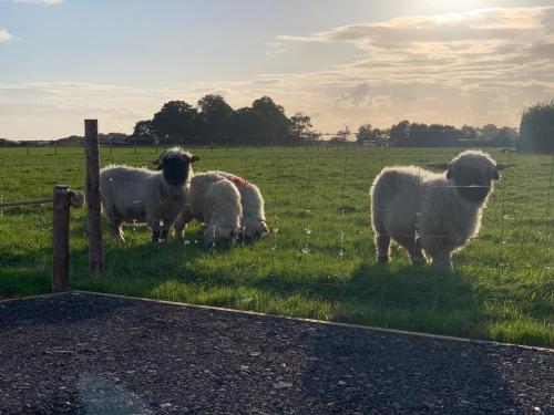 a group of sheep standing in a field at The Shepherds Chalet in Garstang