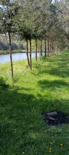 a row of trees in the grass next to a body of water at Zacisze Nad Stawami 