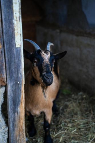 a goat is standing next to a pole at Apartments - Turistična kmetija Vrbnjak in Ljutomer
