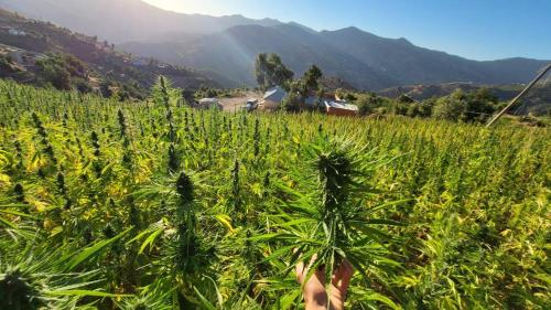 a person is standing in a field of grass at Dar Ketama in Tameloughit