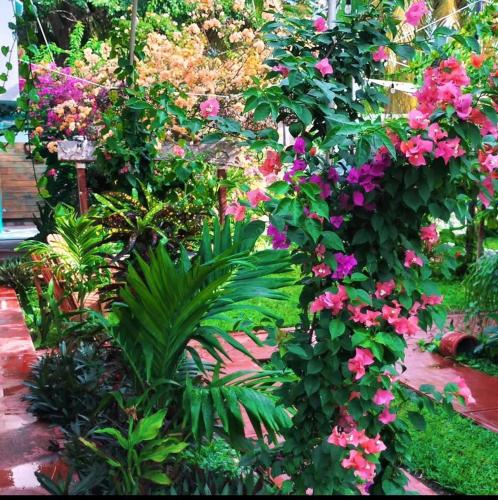 a garden with pink flowers and green plants at Hotel Albatros in Isla Aguada