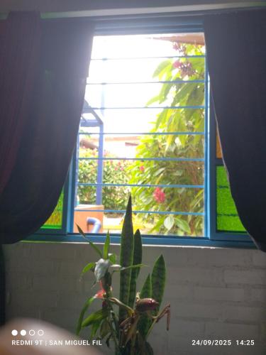 a plant in front of a window in a room at Finca San Miguel Filandia in Filandia