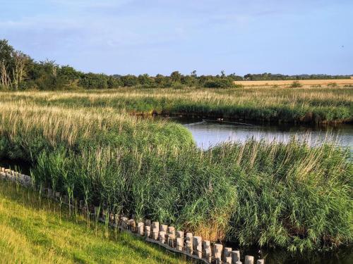 a river in a field with tall grass at Ferienwohnung direkt am Hafen in Fehmarn-Orth in Orth