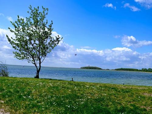 a tree in the grass next to a body of water at Ferienwohnung direkt am Hafen in Fehmarn-Orth in Orth