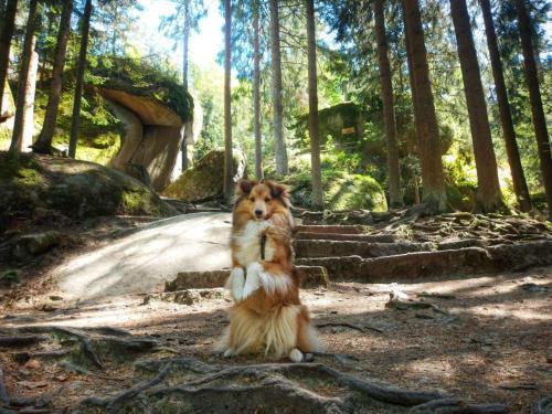 a dog sitting on the ground in the woods at Tiny-Hohenberg in Hohenberg an der Eger