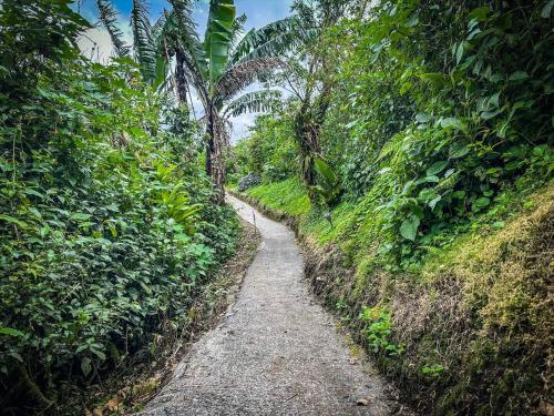 a path in the middle of a forest with palm trees at Villas Malu View Domos modernos con vista al Volcán Arenal in El Castillo de La Fortuna