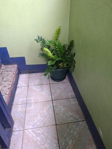 a potted plant sitting on a floor next to a wall at Cabinas Tortuguero Natural in Tortuguero