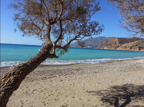 a tree on a beach near the water at Saitis Luxury Residence - 15 min from Matala - Kommos - Kalamaki Beach in Tympáki