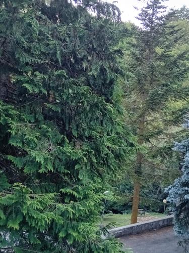 Κήπος έξω από το Luna Reale Roccaraso apt