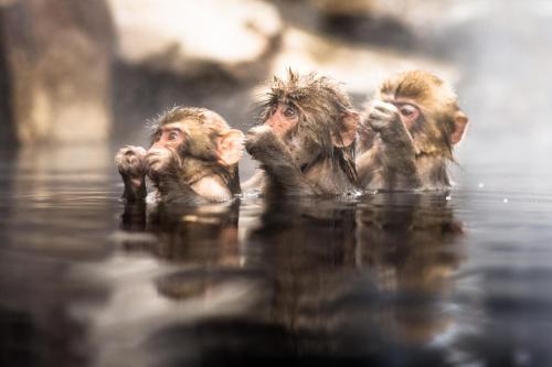 a group of three monkeys in the water at Private Retreat Nagano Iizuna 