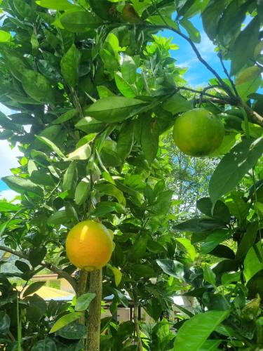 an orange tree with two oranges growing on it at Hotel Campestre El Triunfo in San Agustín