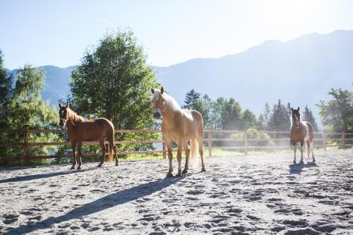 a group of horses standing in a dirt field at Ferienwohnungen Ötztal in Sautens