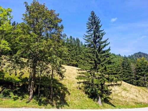 two trees on a grassy hill next to a road at Ferienwohnung Öhlerhansl in Puchberg am Schneeberg