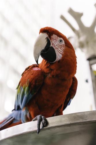 a parrot is sitting on top of a roof at Hyatt Regency Grand Cypress Resort - Free Shuttle to Theme Parks! in Orlando