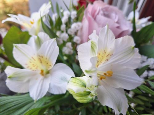 Apartamenty Aleksandry _ Flotylla