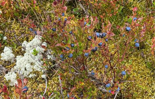 a bunch of blue berries on a plant in a field at Nice Home In Østby With House A Panoramic View in Østby