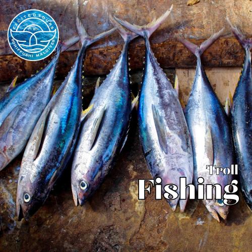 a group of blue fish sitting on a table at All Inclusive Stays by Excited Tours - Dhiffushi in Dhiffushi