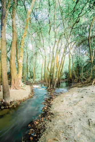 a painting of a stream in a forest with trees at KAYJAY WILD WILPATTU in Wilpattu