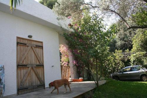 a dog walking in front of a house with a door at Jacuzzi Artistic Villa in Nea Makri in Nea Makri
