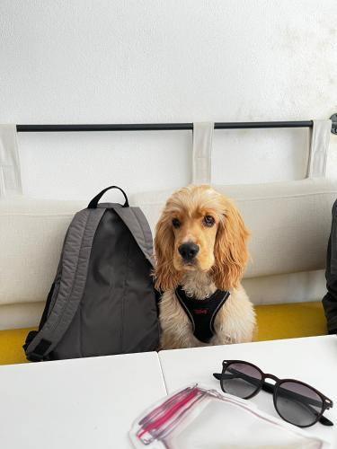 a dog sitting next to a table with a backpack at BE BOLD HOSTEL in Antalya