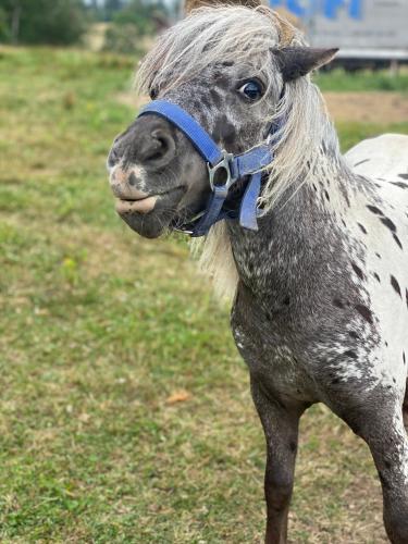 a horse with a blue bridle standing in a field at Maringotka Květuška ubytování na farmě in Pulečný