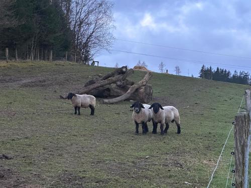 three sheep standing in a field next to a fallen tree at Maringotka Květuška ubytování na farmě in Pulečný