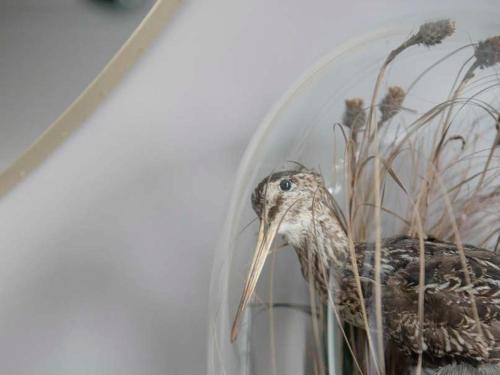a bird is in a glass bowl with grass at Pembroke Hall in Dublin