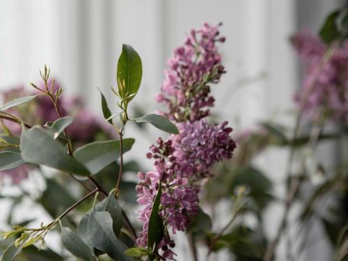 a bunch of purple flowers in a vase at Pembroke Hall in Dublin