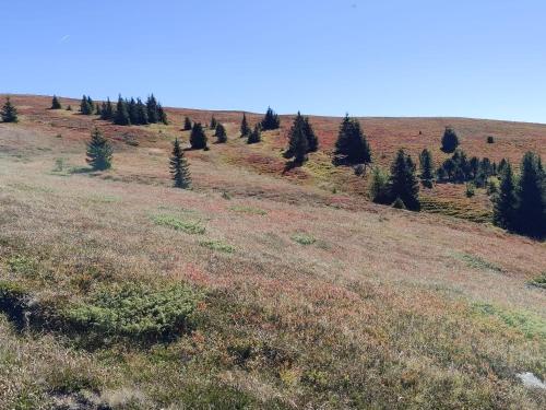 a field with trees on the side of a hill at Hotel Prechtlhof in Althofen