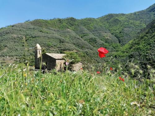 a red flower in a field in front of a mountain at Casa Micino grazioso bilocale nel centro storico di Badalucco in Badalucco