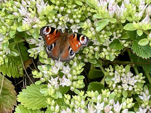 a butterfly is sitting on a bunch of flowers at Holiday Home Ferienhäusle Nina by Interhome in Wilhelmsdorf