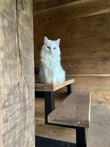 a white cat sitting on a bench in a cabin at Okoń in Sztabin