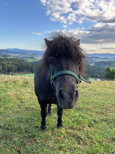 a black horse standing in a field of grass at Ferienwohnung im Mühlviertler Panorama Vierseithof in Lembach im Mühlkreis