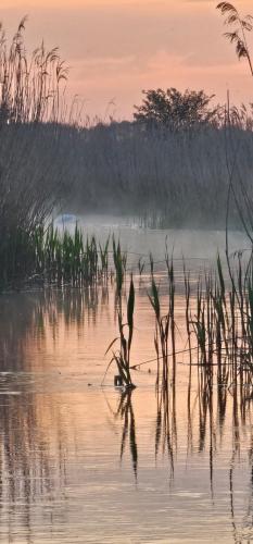 aiety of reeds in the water at sunset at Okoń in Sztabin