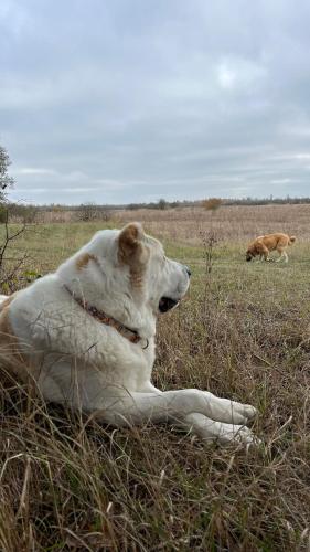 a dog laying in the grass with a dog in a field at Okoń in Sztabin