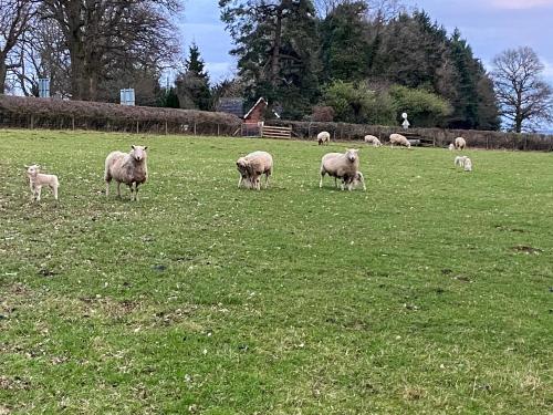 a herd of sheep grazing in a field at The Old Kitchen -Uk32062 in Burwarton