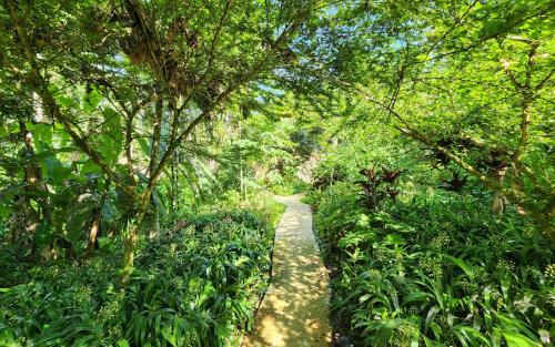 a path in the middle of a forest with trees at Bluff Beach Retreat in Bocas del Toro