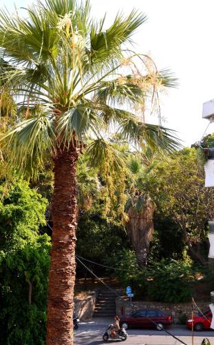 a palm tree with a person on a scooter under it at Island Dreams Rooms & Suites in Rhodes Town