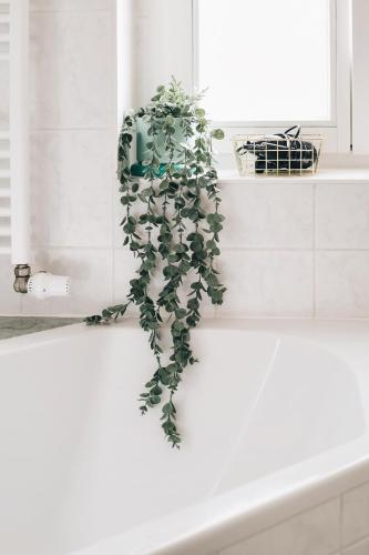 a green plant sitting on the side of a bath tub at Creekside Colors - Playful Apartment in Löbau