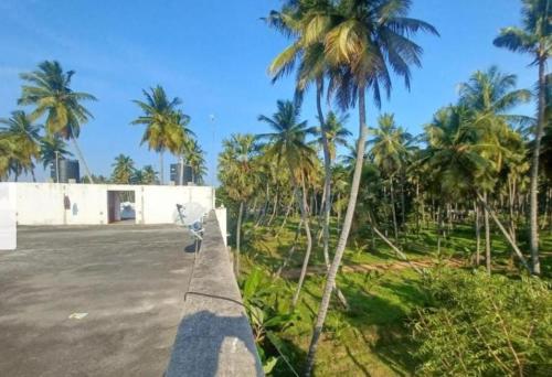 a street with palm trees and a road at Green Tree Inn 