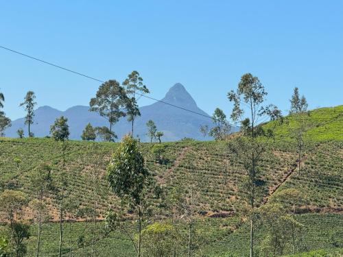 a field of tea plantations with a mountain in the background at The Mountain Links, Upcot, Nuwara Eliya in Maskeliya