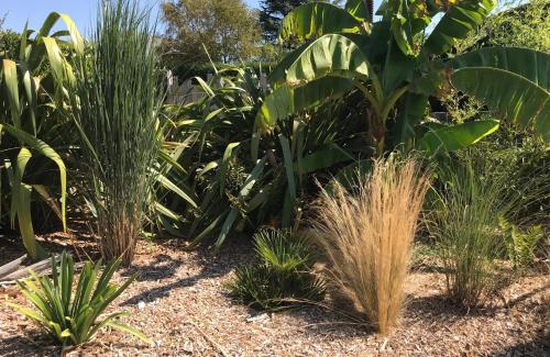 a garden with tall grass and other plants at Chambre retour en classe in Saint-Hilaire-des-Landes