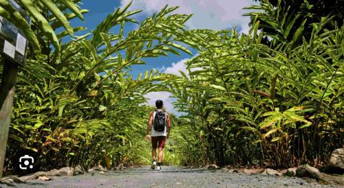 a woman walking down a path through a field of plants at Taina - Terrasse - Bord de mer - in Opoa