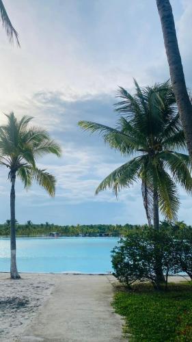 two palm trees on a beach with a body of water at Palma Real Beach Club in Playa Blanca