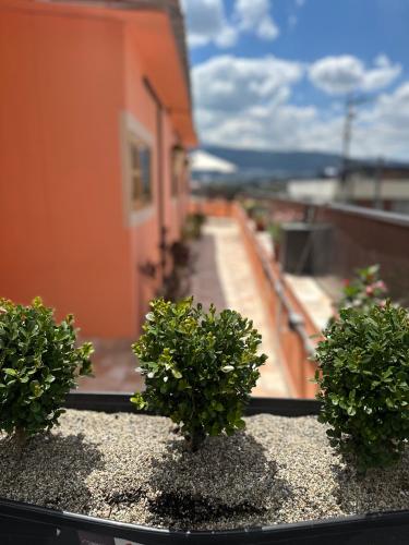 Un jardín fuera de Hostal Chakiñan
