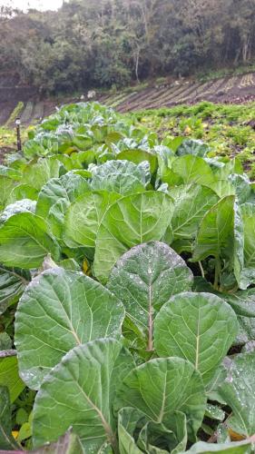 a field full of large green cabbage plants at Cabaña Lomitas Sotaquira in Sotaquirá