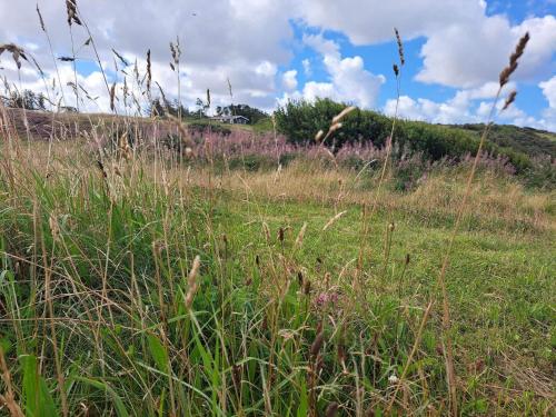 a field with tall grass and purple flowers on a hill at 8 person holiday home in Struer-By Traum in Struer