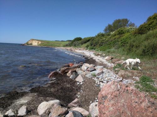 a dog walking on a rocky beach near the water at 6 person holiday home in Karrebæksminde-By Traum in Karrebæksminde