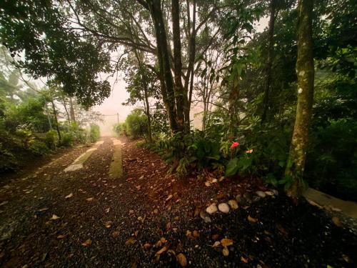 a dirt road in the middle of a forest at Cabaña Colibri #2 in Quesada