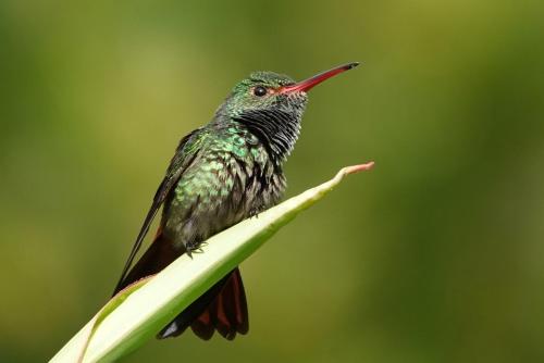 a hummingbird perched on top of a plant at Cabaña Colibri #2 in Quesada